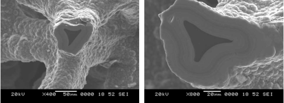Silicon Carbide Coating